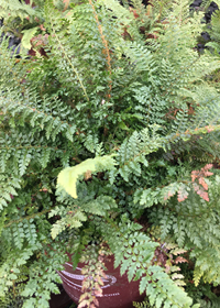 Polystichum setiferum